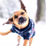 Kleiner Hund im Pullover rennt durch den Schnee, mit dynamischer Kopfbewegung und winterlichem Hintergrund