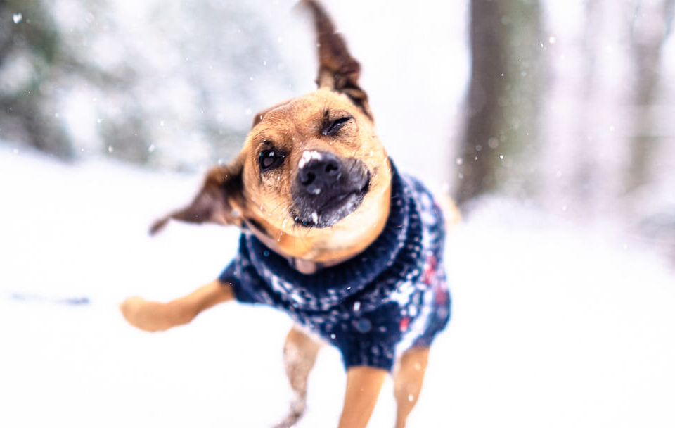 Kleiner Hund im Pullover rennt durch den Schnee, mit dynamischer Kopfbewegung und winterlichem Hintergrund