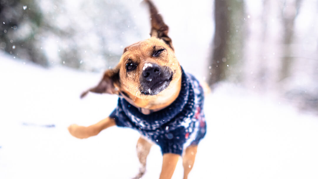 Kleiner Hund im Pullover rennt durch den Schnee, mit dynamischer Kopfbewegung und winterlichem Hintergrund