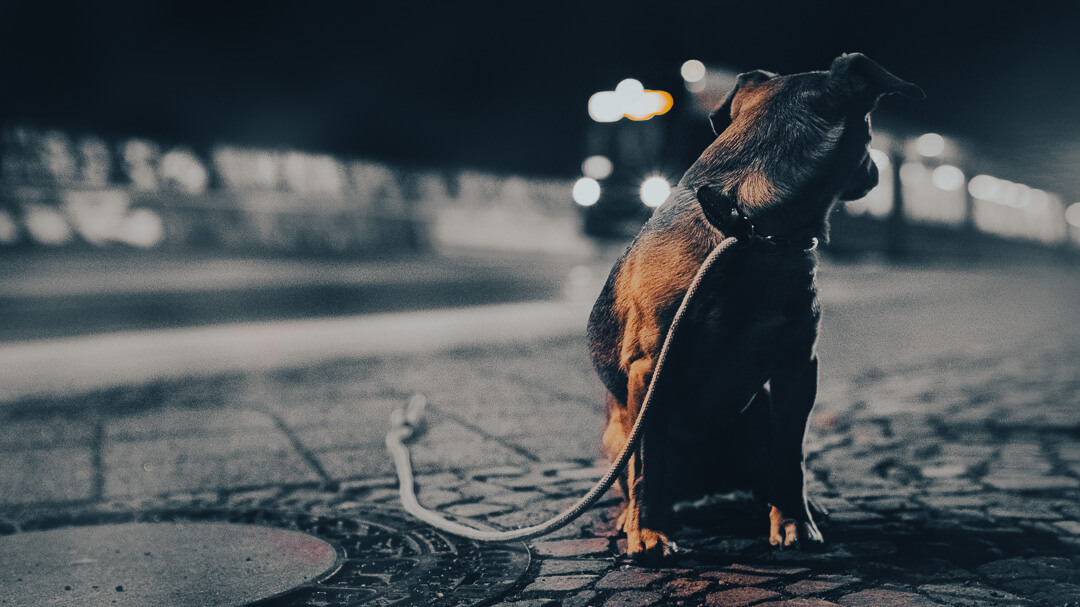 Haustierfotografie bei Nacht: Porträt eines angeleinten Hundes auf dem Bürgersteig, mit vorbeifahrendem Verkehr und urbaner Lichtstimmung.