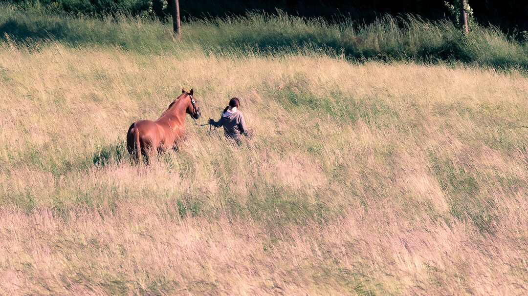 Haustierfotografie mit Pferd: Frau führt Pferd durch sommerliche Wiese in natürlicher Umgebung – Portrait aus der Distanz.