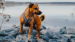 kleiner Goldbrauner Jack Russel Dackelmischlingshund steht auf groben Steinen vor dem Cospudener See bei Leipzig