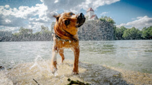 Hund schüttelt sich Wasser aus dem Fell, während er im See vor der Bergkirche Beucha steht