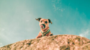 Ein Hund mit herausgestreckter Zunge posiert auf einem Felsvorsprung unter freiem Himmel.