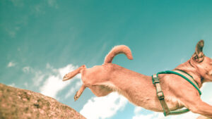 Ein Hund im Sprung über einen Felsen, dynamisch eingefangen mit blauem Himmel im Hintergrund.